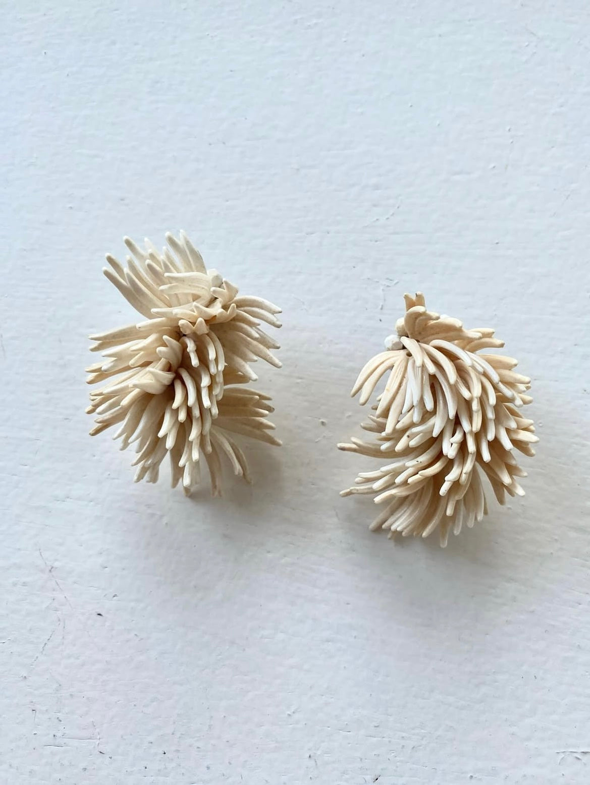 Clips anémones